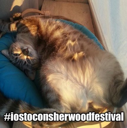 #iostoconsherwoodfestival perchè mi piace l'indipendenza